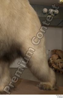 Polar bear leg 0024.jpg